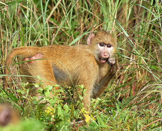 Yellow baboon - Mahale National Park