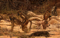 Selous