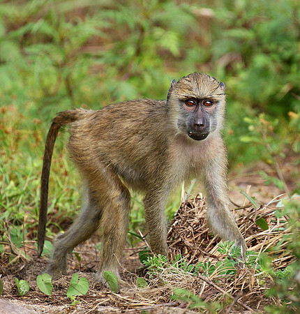 Yellow baboon - Mahale National Park
