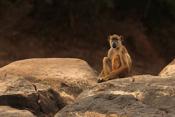 Selous