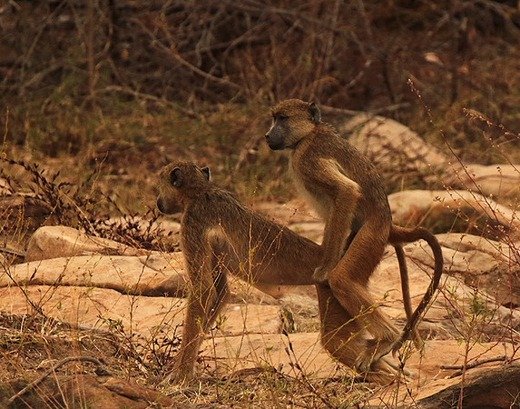 Selous