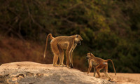 Selous