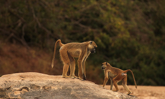 Selous