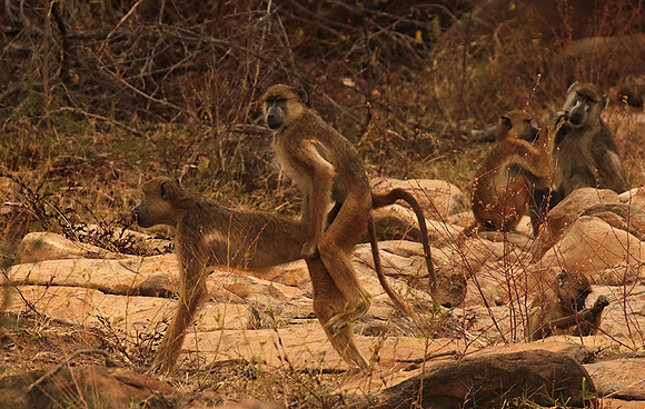 Selous