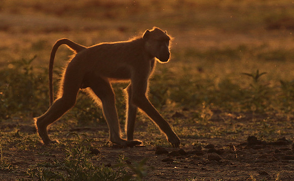 Selous