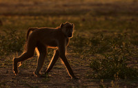 Selous