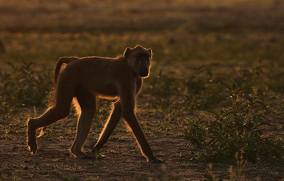 Selous