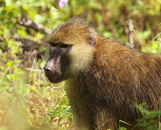 Yellow baboon - Mahale National Park