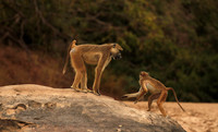 Selous