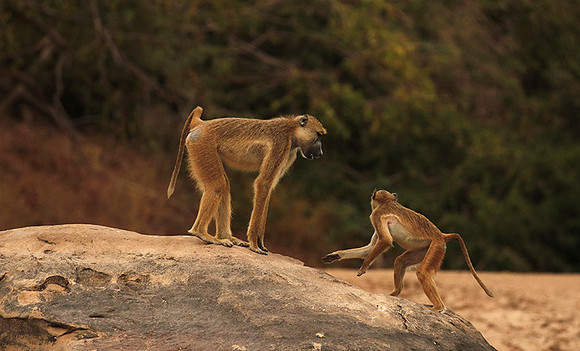 Selous