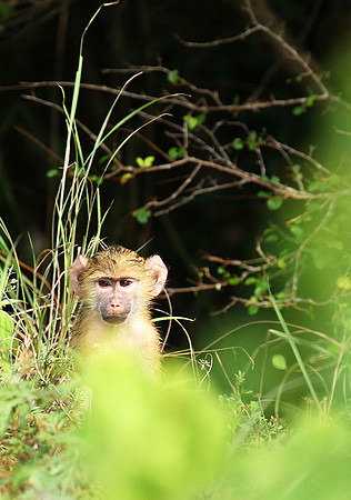 Yellow baboon - Mahale National Park