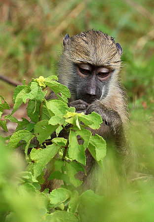 Yellow baboon - Mahale National Park