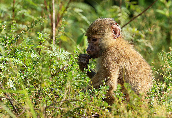 Yellow baboon - Mahale National Park