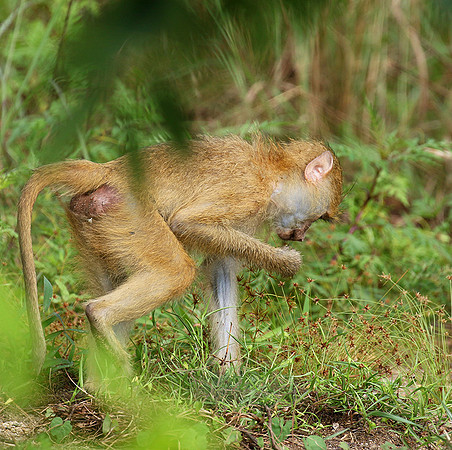 Yellow baboon - Mahale National Park