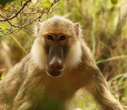 Yellow baboon - Mahale National Park
