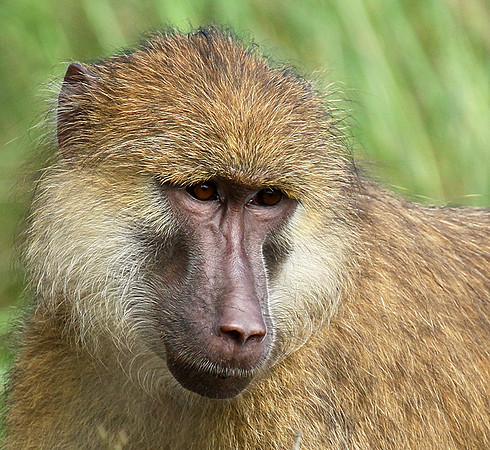 Yellow baboon - Mahale National Park