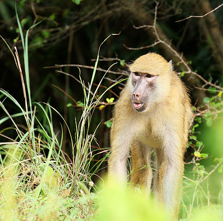 Yellow baboon - Mahale National Park