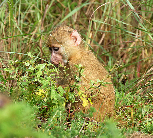 Yellow baboon - Mahale National Park
