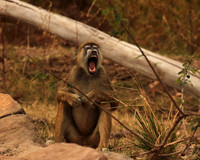 Selous
