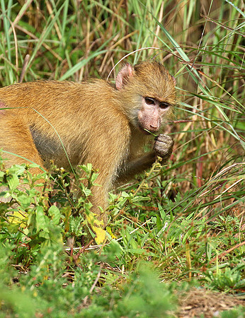 Yellow baboon - Mahale National Park