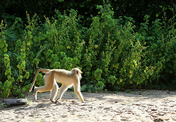 Yellow baboon - Mahale National Park