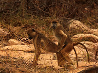 Selous