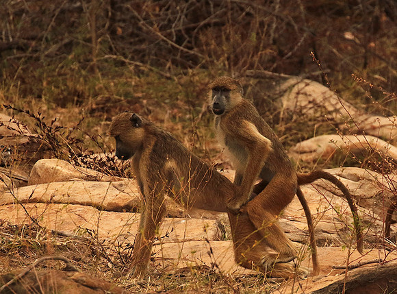 Selous