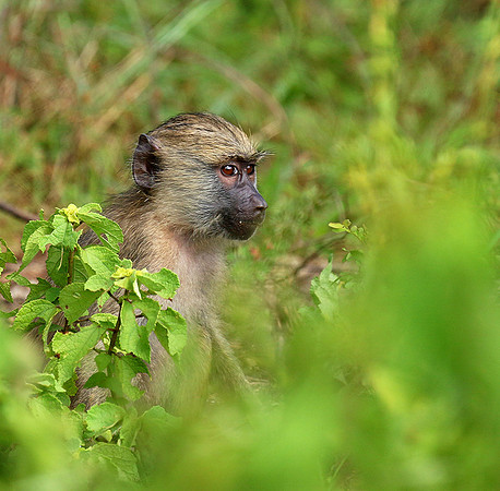 Yellow baboon - Mahale National Park