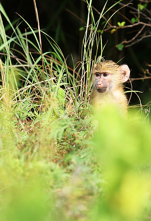 Yellow baboon - Mahale National Park