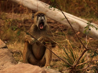 Selous