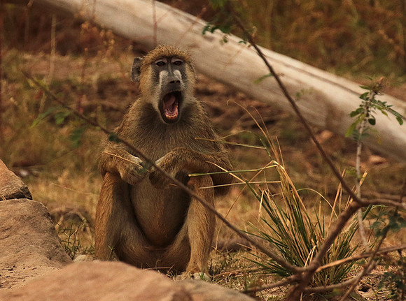 Selous