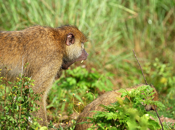 Yellow baboon - Mahale National Park