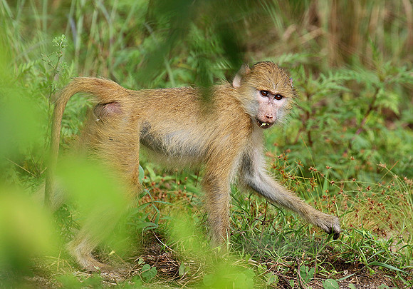 Yellow baboon - Mahale National Park