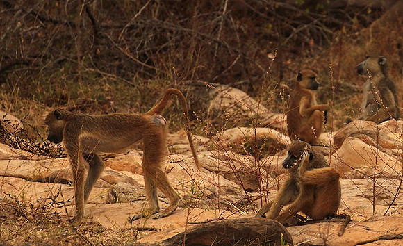 Selous