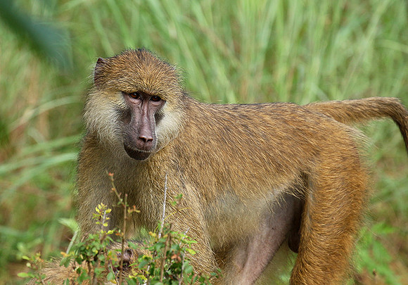 Yellow baboon - Mahale National Park