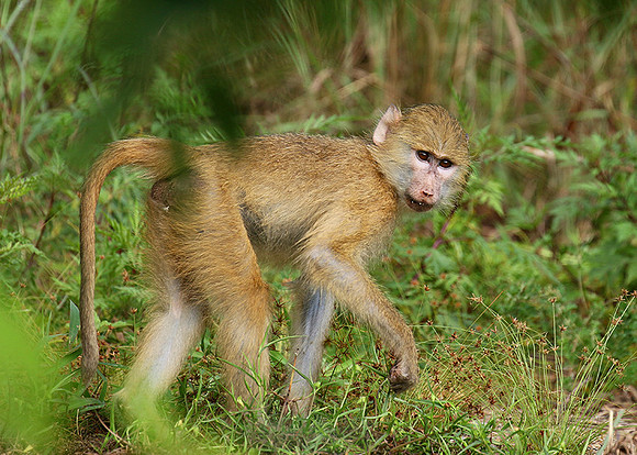 Yellow baboon - Mahale National Park