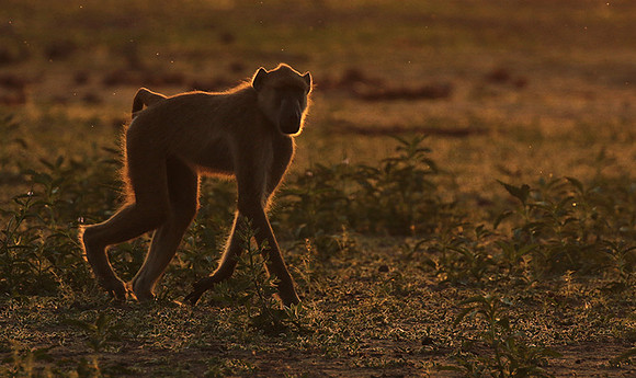 Selous