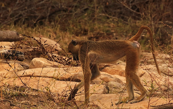 Selous