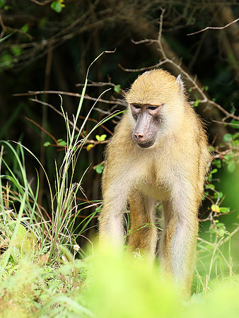 Yellow baboon - Mahale National Park