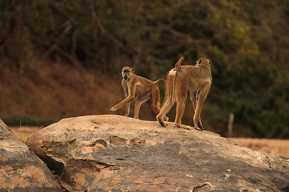 Selous