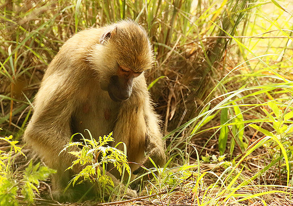 Yellow baboon - Mahale National Park