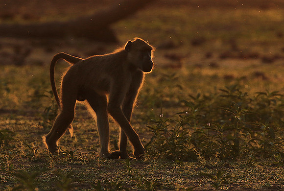 Selous