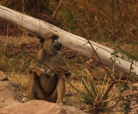 Selous