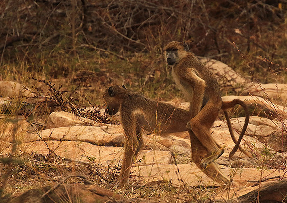 Selous