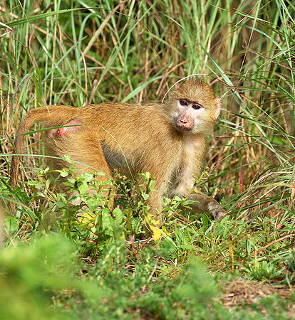 Yellow baboon - Mahale National Park