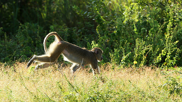 Yellow baboon - Mahale National Park