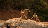 Selous