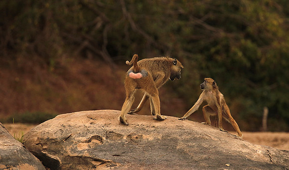 Selous