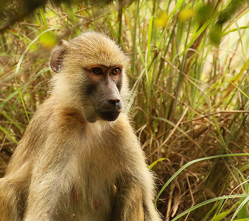 Yellow baboon - Mahale National Park