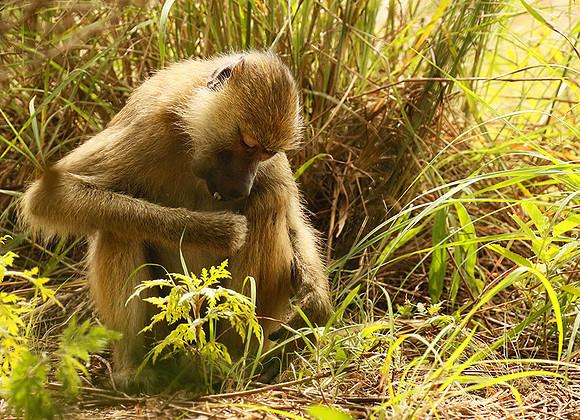 Yellow baboon - Mahale National Park